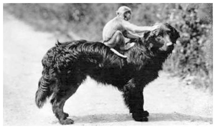 Monkey and Dog